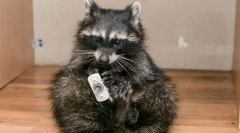 Okouzlující fidget: obsah raccoon-tyče doma